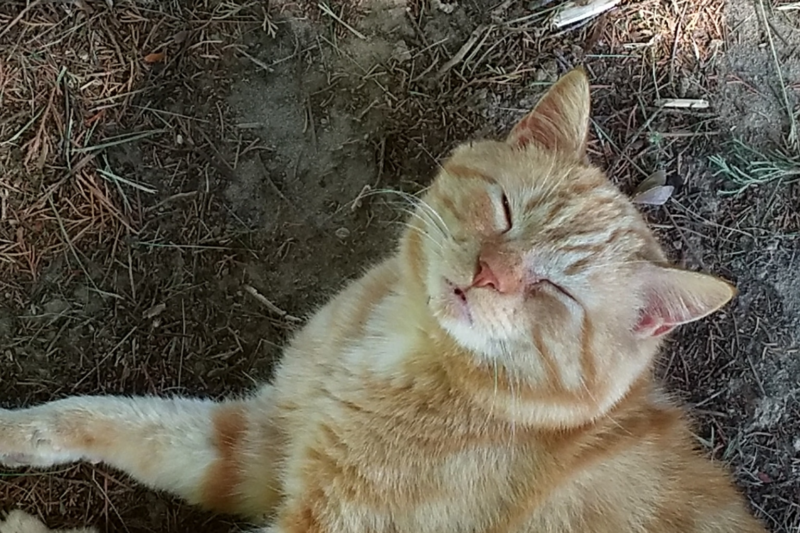 LibreOffice has Major Release Coming