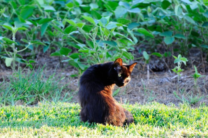 Observations on New Hosting